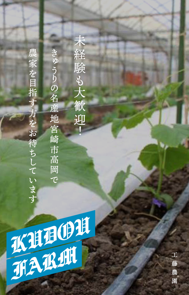 未経験も大歓迎！！きゅうりの名産地宮崎市高岡で農家を目指す方をお待ちしています！